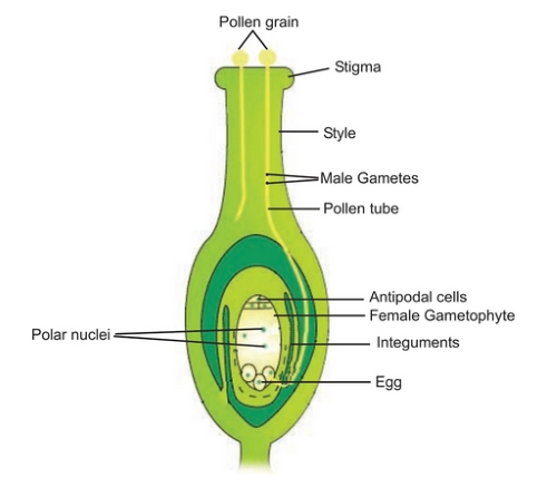 Labelled diagram showing pollen tube growth from stigma through style to ovary