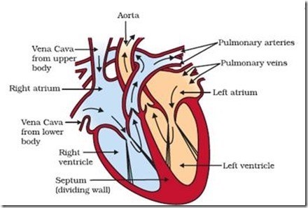 Diagram showing ventricular contraction in the heart