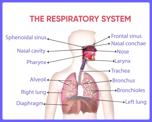 Diagram of Human Respiratory System labelled with pharynx, trachea, lungs, diaphragm and alveolar sac