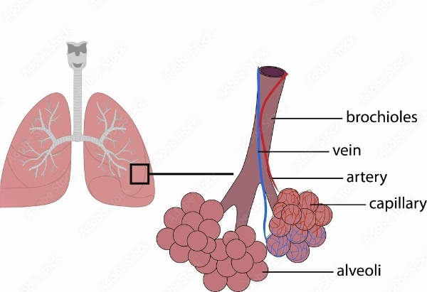 Human alveoli respiratory structure
