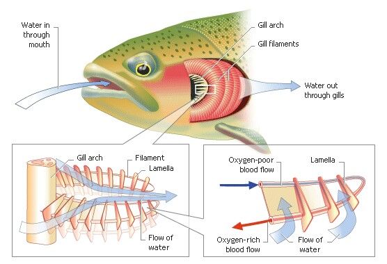 Fish gills respiratory structure