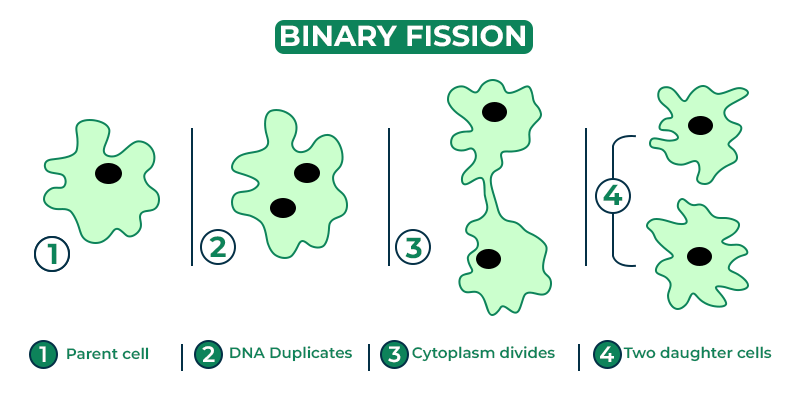 Diagram showing steps of binary fission in Amoeba