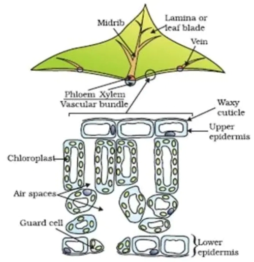 Transverse section of leaf showing layers I, II, III and IV