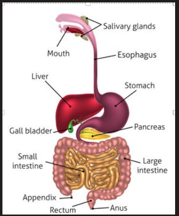 Diagram of Human Alimentary Canal